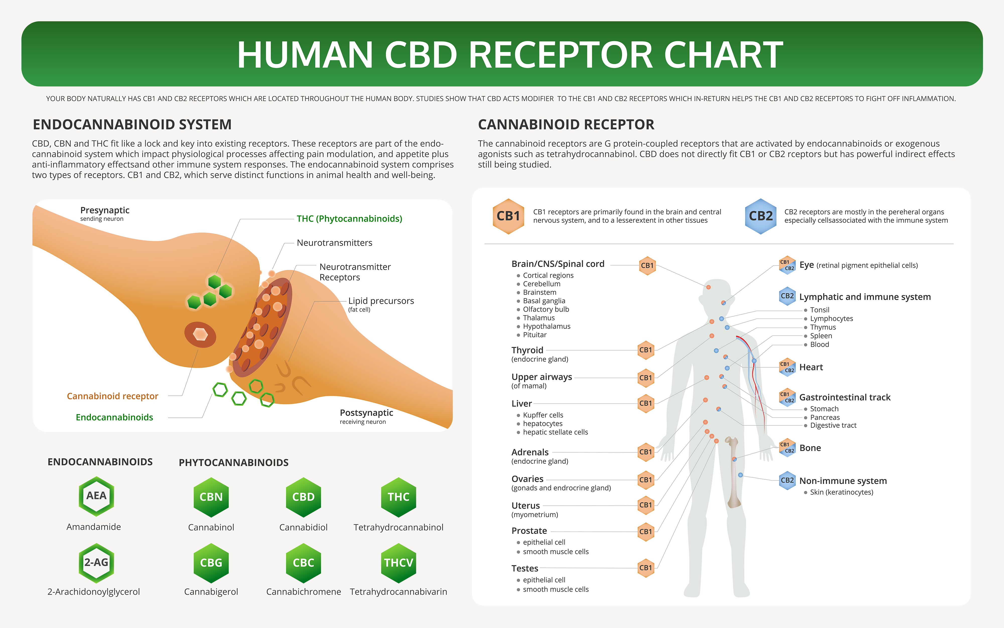Human CBD Receptor Chart